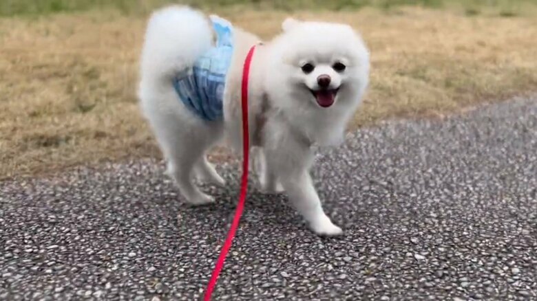 ニコニコで振り返るぽんちゃん