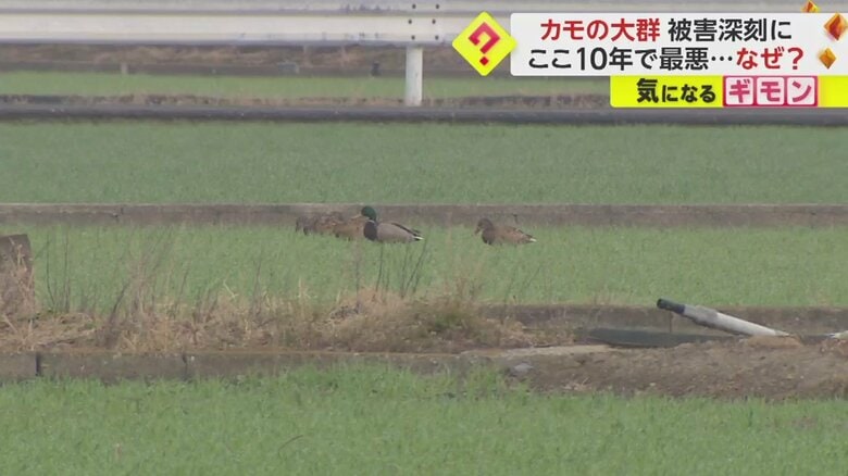 またすぐに戻ってくるカモも…