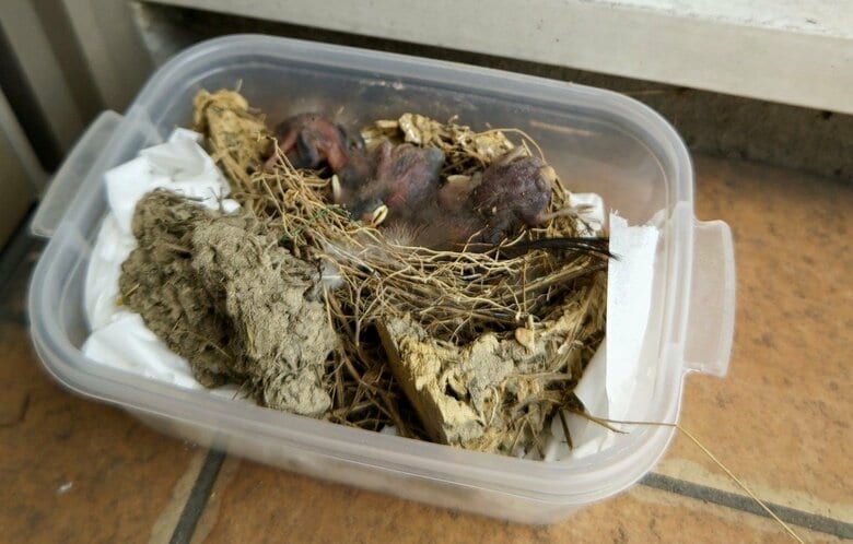 プラスチック容器に巣材とひなを移した（提供：ぶちゃ川ファミリーランドさん）