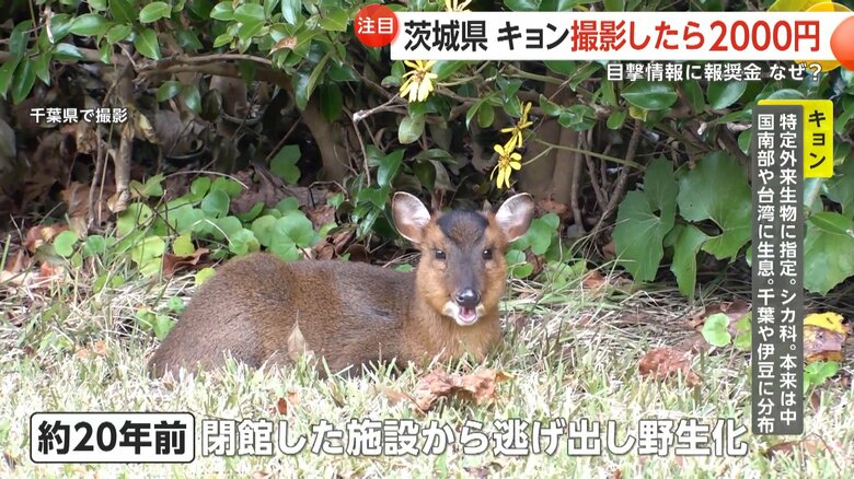 約20年前に閉館した施設から逃げ出し野生化したという