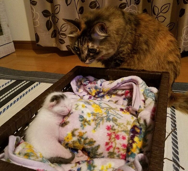 豆大福くんとみかんちゃんの出会い