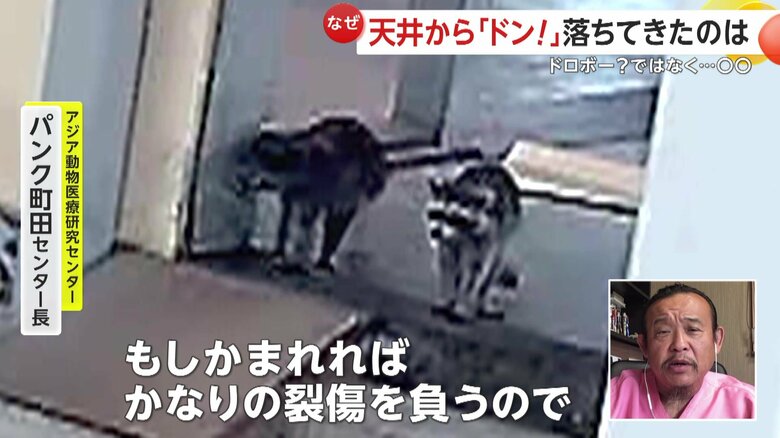 専門家はアライグマがもし住み着いていたら利用者がけがをする可能性もあったと指摘している