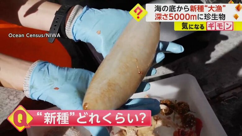 今回の調査で約100種類の新種が見つかるとされている