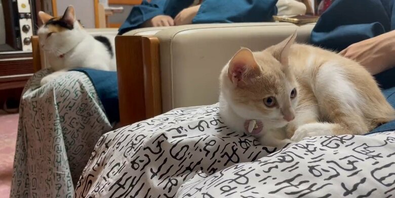 お膝温め係となった、猫たち（桐屋旅館のTwitterより）