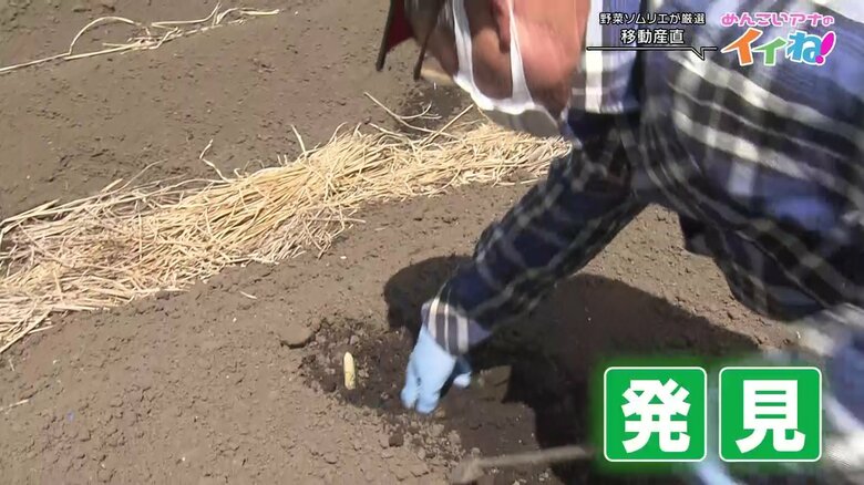 田村さんはすぐホワイトアスパラガスを見つけた！