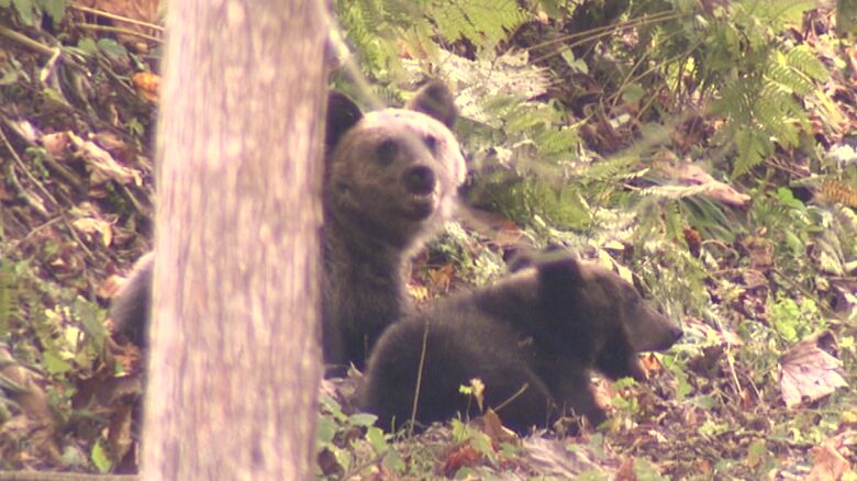 2025年はクマの出没が相次ぐ（資料）