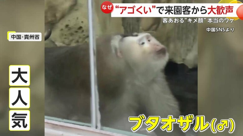 中国・貴州省の動物園で、大人気の「ブタオザル」