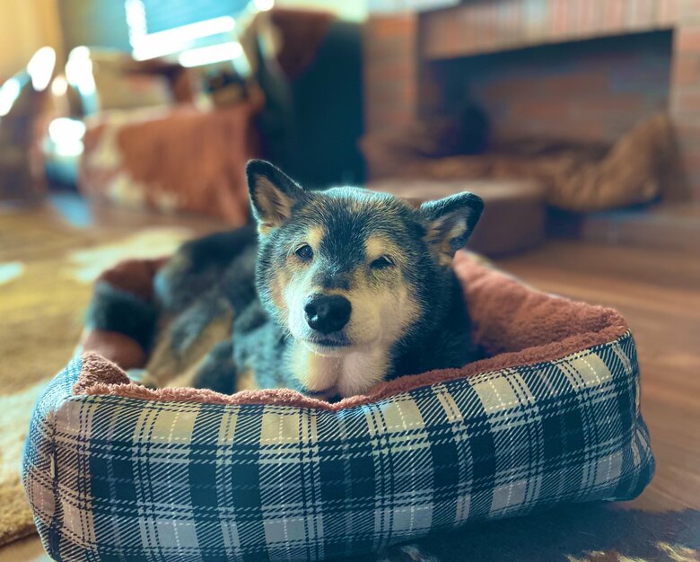 飼い主、帰宅時の様子。一旦は起きるが…