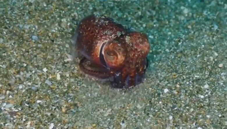 砂の中に潜り始める