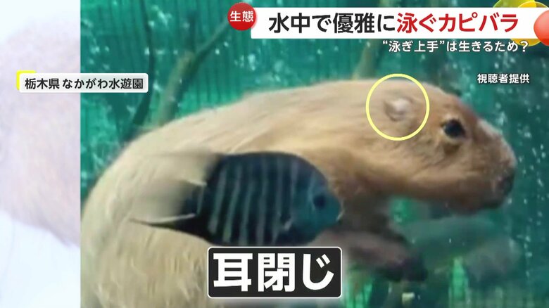 水中に潜るときはパタッと耳を閉じることができるようになっているカピバラ