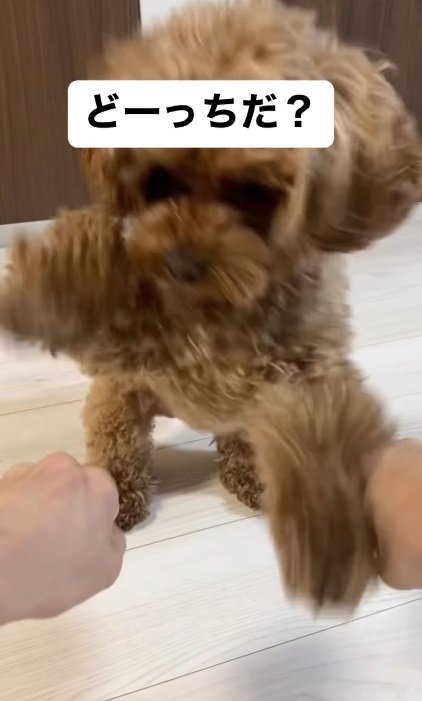 本気モードで立っちゃったチャイちゃん