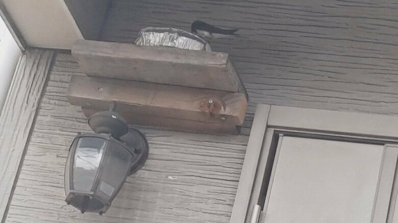 その後の様子。落下の心配はなさそうだ（提供：ぶちゃ川ファミリーランドさん）