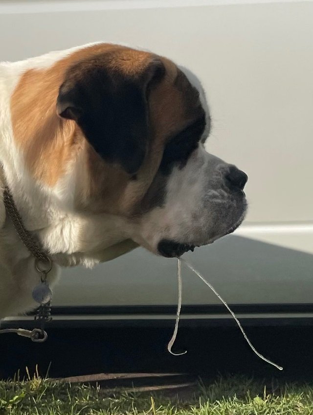 コマチさんいわく「かなり伸び〜る」