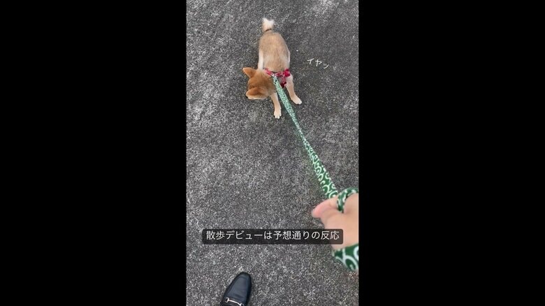 散歩デビューの様子