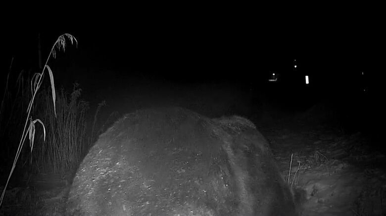 箱わなを倒す巨大なクマも