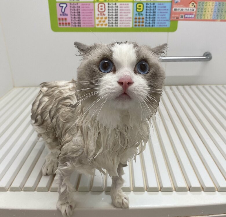 実はスリムだったりする