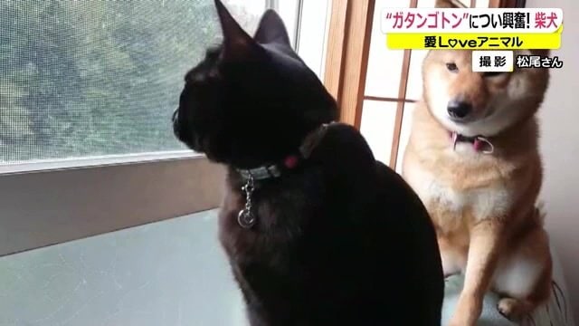キータを見守るカレン