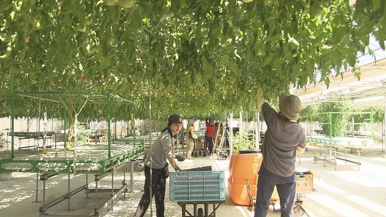 フルーツトマトの収穫（信州トマト工房・長野県箕輪町）