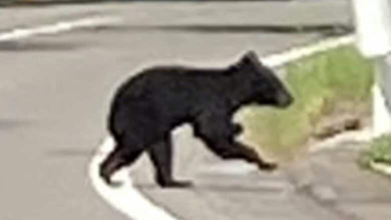 左前足がないようにみえるクマ（住民提供）