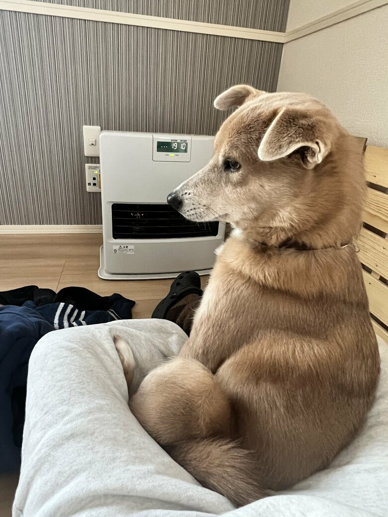 提供：あさぎさん