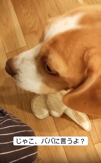 ハッとしたようにいたずらをやめるじゃこちゃん