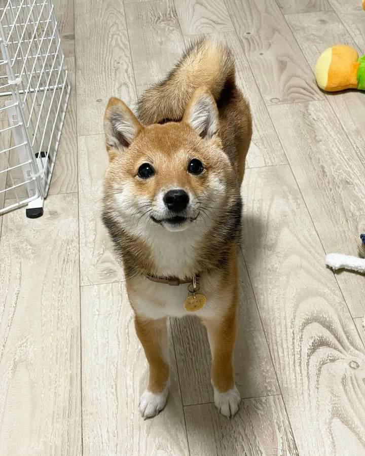 夢栗ちゃん（提供：まめふく&ゆめくりさん）