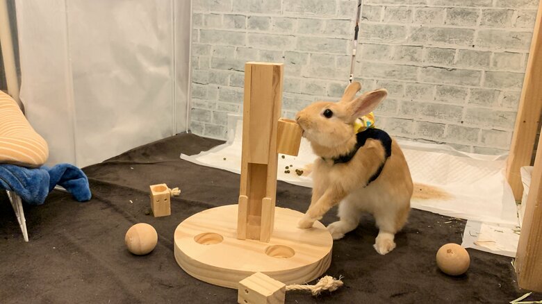 提供：げんまいとうるちさん