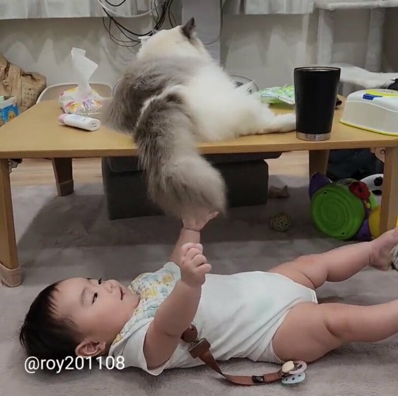 提供：ロイ(Roy)くん@ラグドールさん