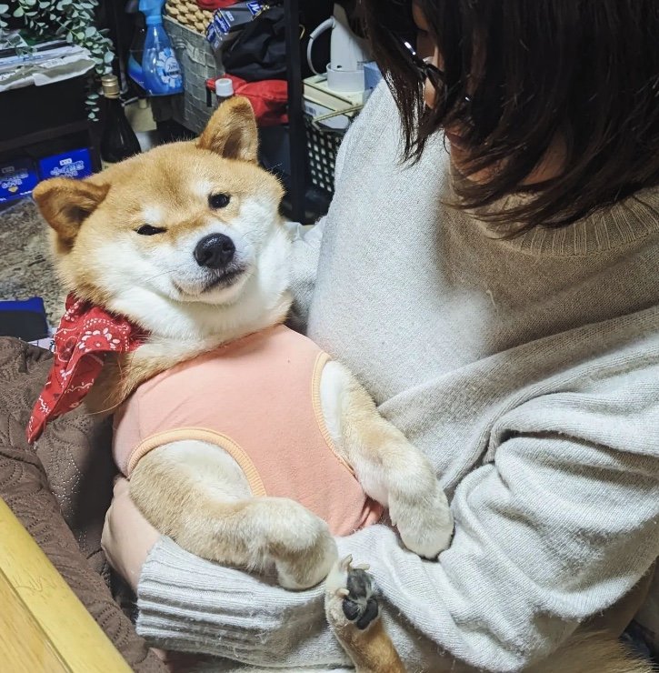 提供：柴犬スティーブch【コーギーと猫を添えて】さん