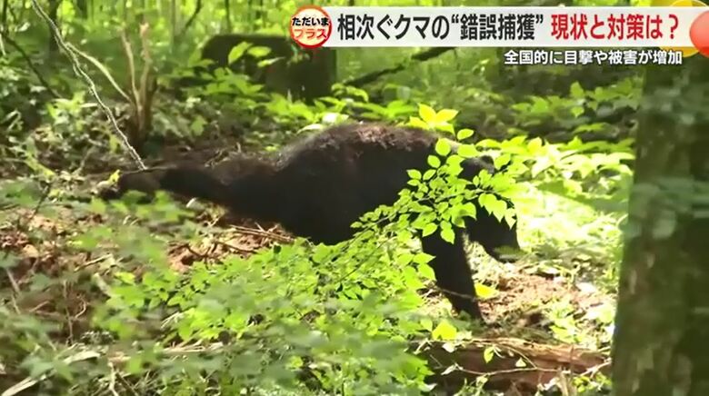 ワイヤーが足にからまり動けなくなったクマ（7月8日）