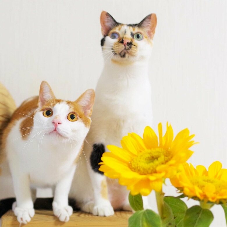 ニコくんは他にも11匹の猫と暮らしている（左：ニコくん）