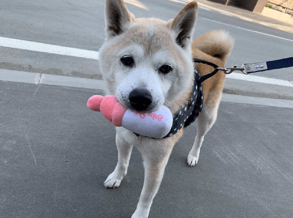 これじゃなきゃダメ 大きな食パン をくわえて散歩する柴犬がかわいい もっと驚きのモノもあった