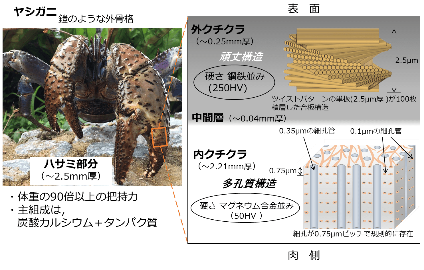 ヤシガニのハサミの硬さは 鋼鉄 並み 生物界最強級 の挟む力に耐えられる構造は特殊だった Fnnプライムオンライン ザリガニのハサミに指を挟まれて痛い経験を ｄメニューニュース Nttドコモ