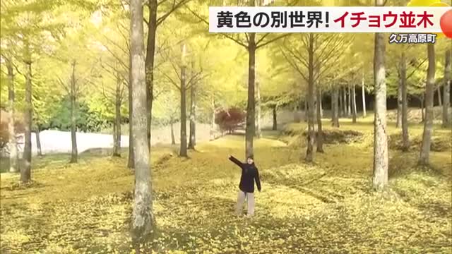 黄のトンネルとじゅうたん…久万高原の林にイチョウ並木　秋の錦に「もう感激」紅葉本格化へ【愛媛】