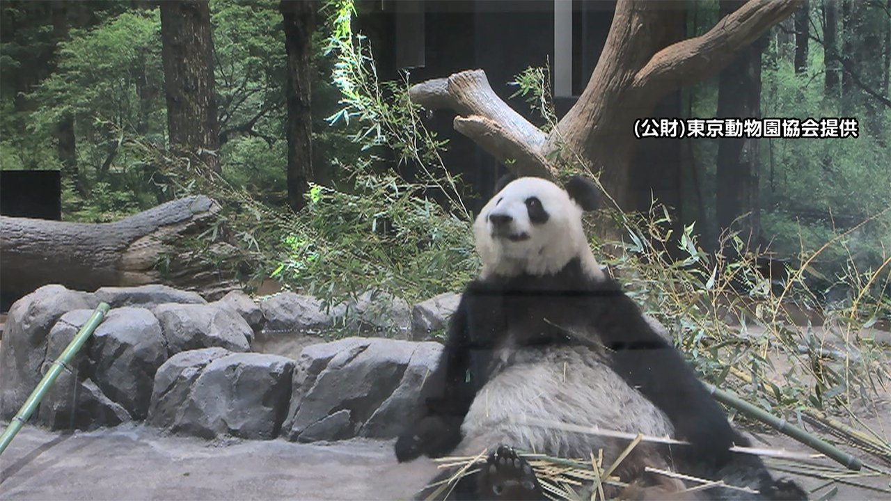 上野動物園で双子のパンダ誕生 4年ぶりの赤ちゃん シャンシャン お姉さんに Fnnプライムオンライン Goo ニュース