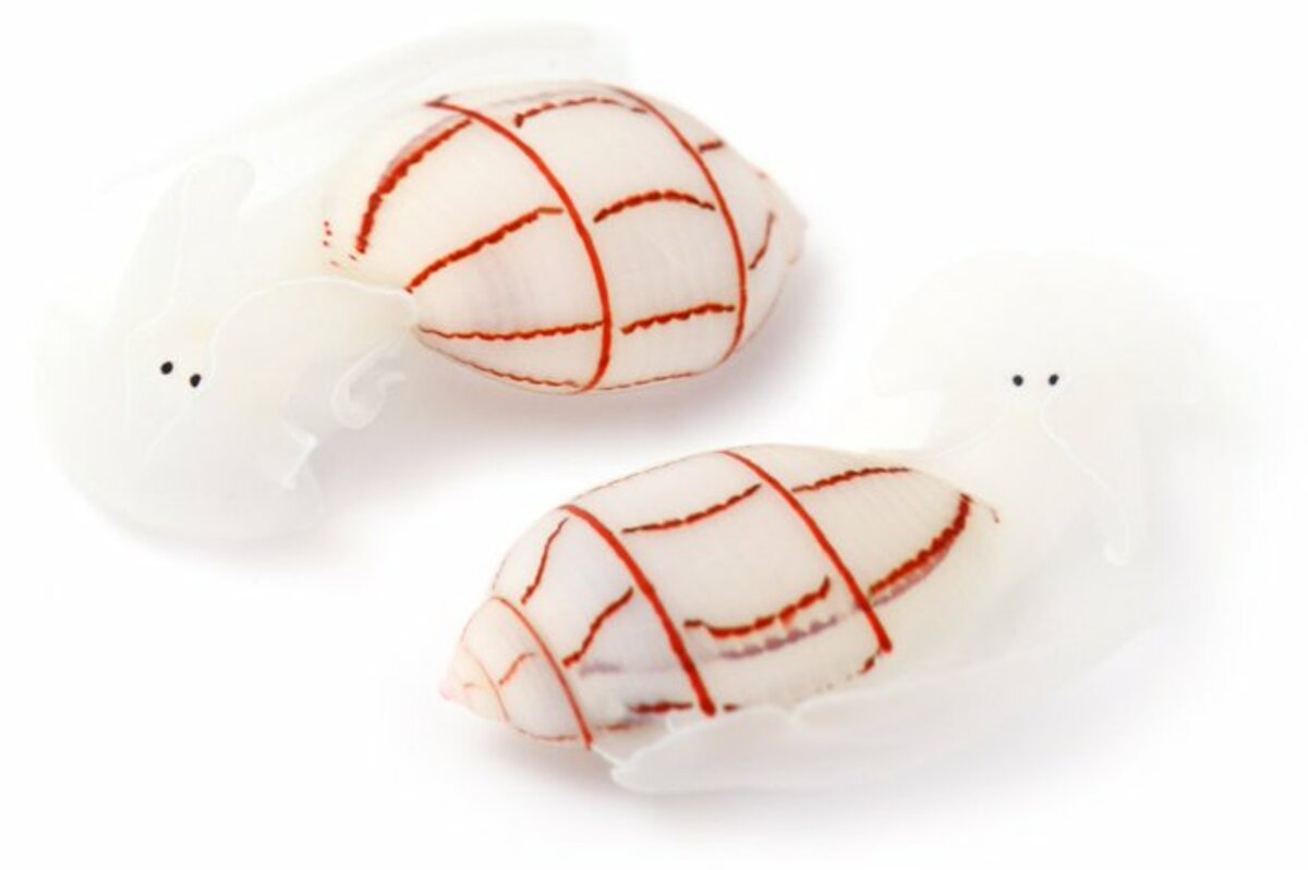 billimbi Billity - Apple Music