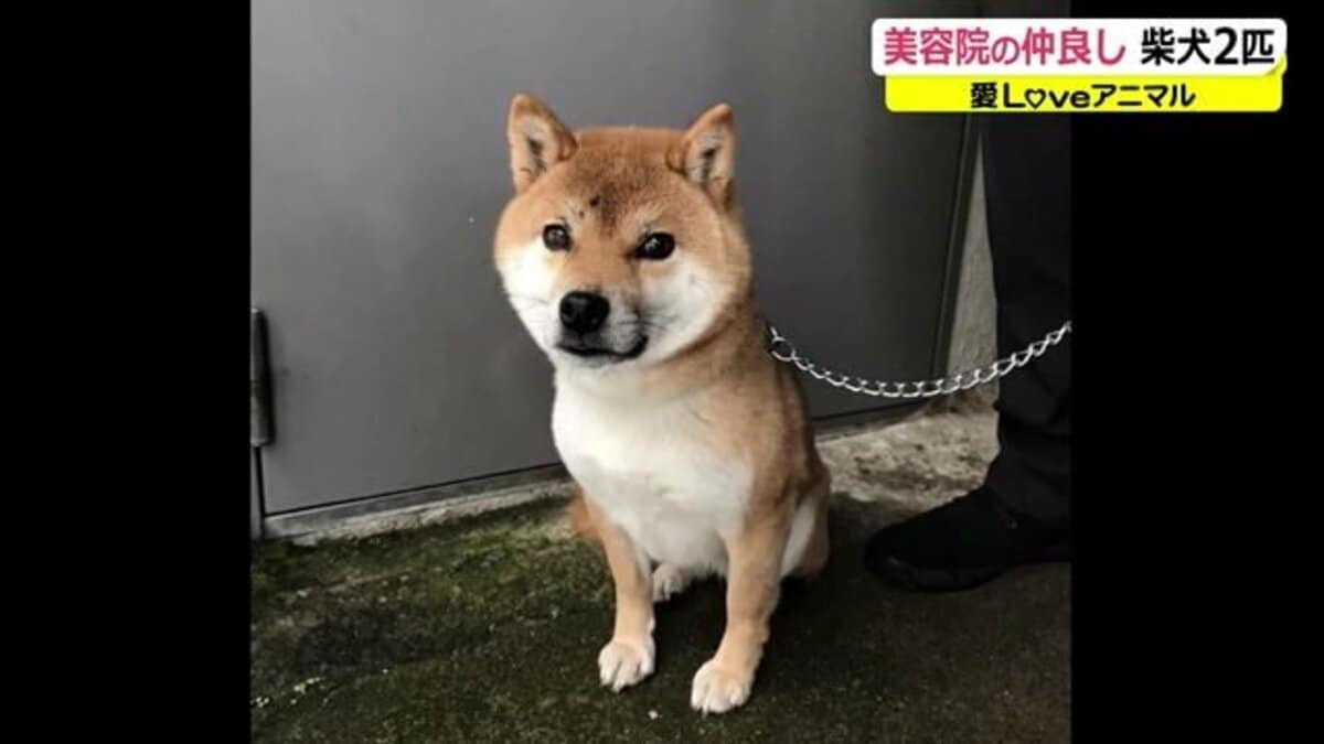 看板犬は“元保護犬” 傷ついた柴犬が笑顔を取り戻すまでの5年間【福井発