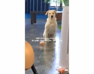 おもちゃを壊したと勘違い“しょげる犬”が愛おしい…反省してるの? 飼い主に聞いてみた