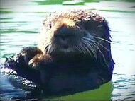 【速報】新たにラッコ3頭が”鳥インフルエンザ”…北海道の海岸などで野鳥の感染が過去最多となるなか”哺乳類”のアザラシなどへの”初感染”相次ぐ＜北海道根室市＞