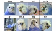 「表情ないは都市伝説」笑顔や悲しみなどインコも感情表現が豊か…お気に入りはどれ?一覧を作成した飼い主に聞いた