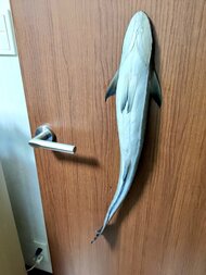 コバンザメの“吸盤”はどこでもくっつくか家で検証し話題…生態や吸盤の構造を専門家に聞いた