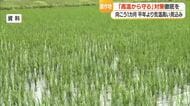 間断冠水など高温から農作物守る対策の徹底を　今後1カ月気温高く出穂期やや早まる見込み　山形