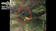 【映像・また出た】宮城大学にクマ出没　学生がキャンパス内から撮影　3時間前には宮城県図書館でも目撃