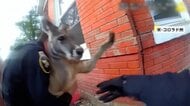 住宅地でカンガルー捕獲…なぜおとなしい?逃げ出したのはペットの“飼いカンガルー” “暴れん坊”ワニの大捕物も アメリカ
