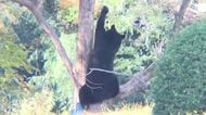 「みんな怖がっている」住宅近くの柿の木でクマがわなに…暴れる様子も