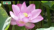  大輪のピンクの花が涼やか　五島・福江城の内堀でハスの花が見ごろ