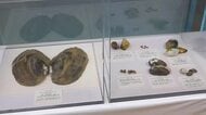 三方五湖周辺の自然環境の変化を紹介　福井県年縞博物館と若狭三方縄文博物館で特別展　10月12日まで