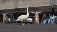 “迷子のハクチョウ”大捕り物　道路に立ち尽くし一時騒然も無事保護（島根・松江市）　