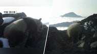 なぜ？極寒の標高4000メートルにジャイアントパンダ出現　通常は1500～3500メートルの山林で生息　生態研究に活用へ