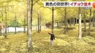 黄のトンネルとじゅうたん…久万高原の林にイチョウ並木　秋の錦に「もう感激」紅葉本格化へ【愛媛】